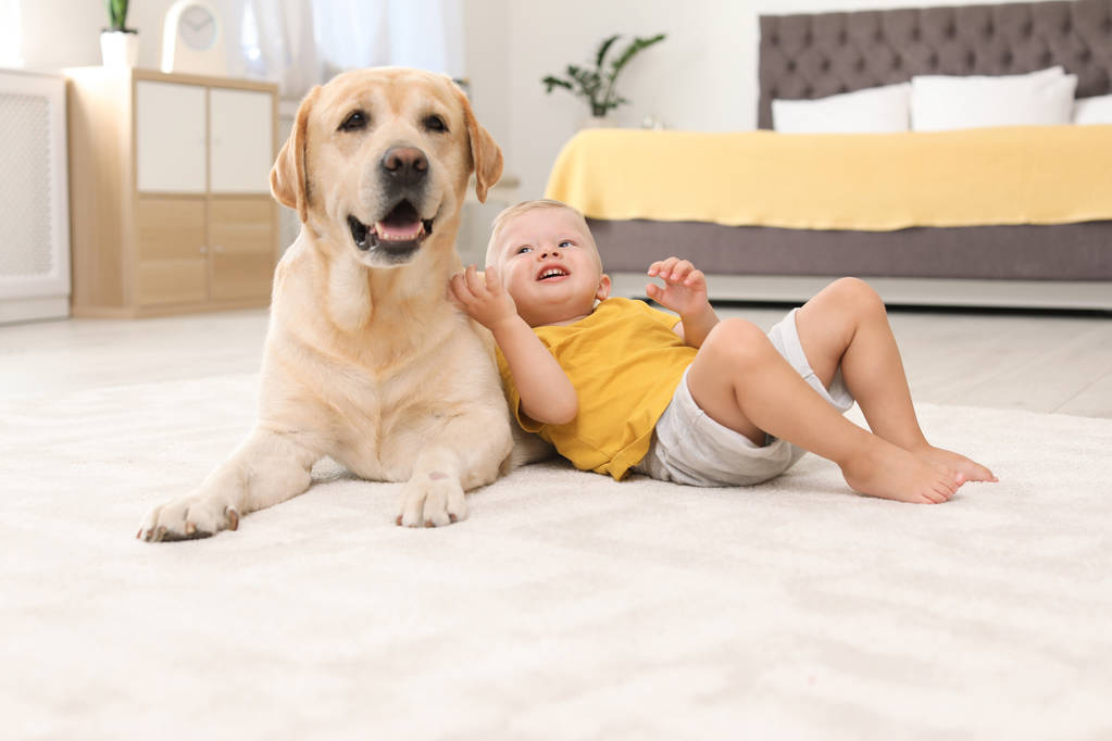 愛らしい黄色いラブラドル ・ レトリーバー犬、自宅の小さな男の子 - 写真・画像