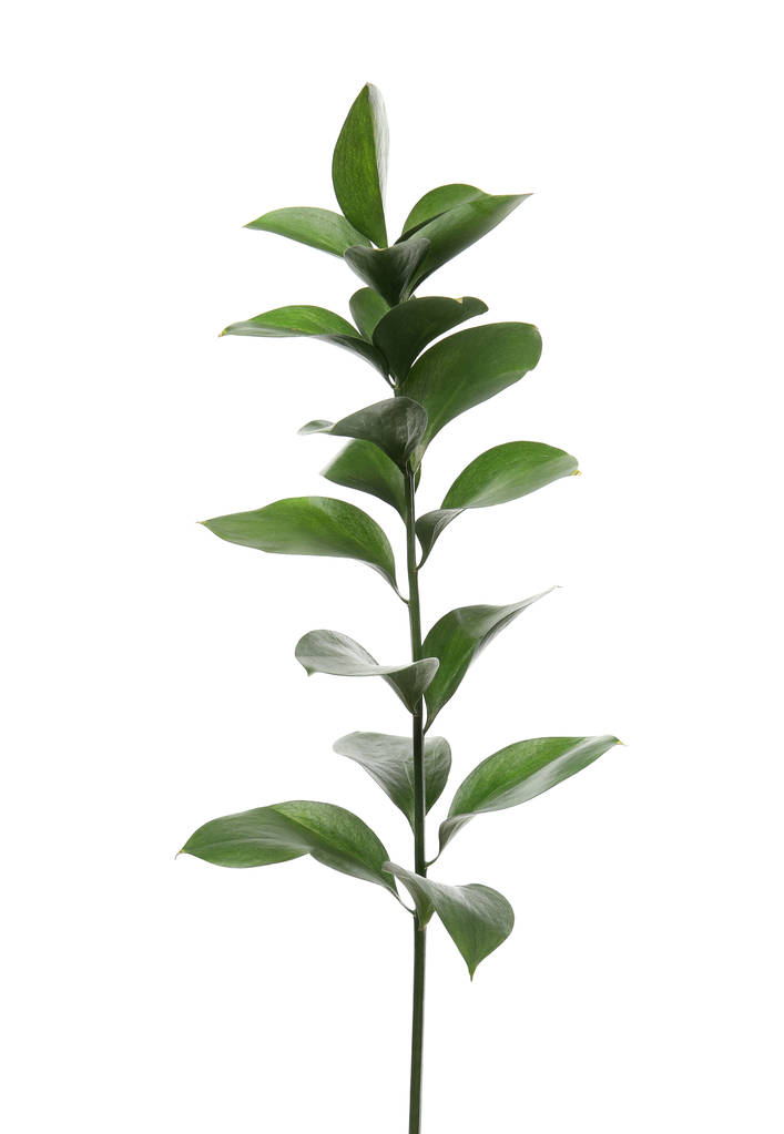 Ветка Ruscus со свежими зелеными листьями на белом фоне
 - Фото, изображение