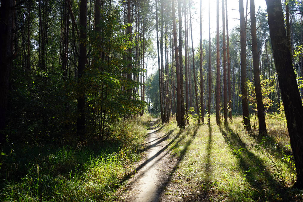 Chemin de randonnée et lumière du soleil dans la forêt
 - Photo, image
