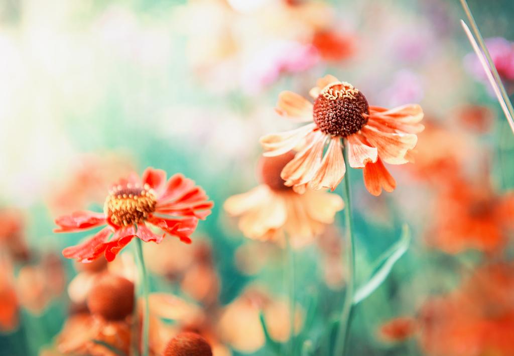 美しいオレンジ色の花 夏や春の背景 ロイヤリティフリー写真 画像素材