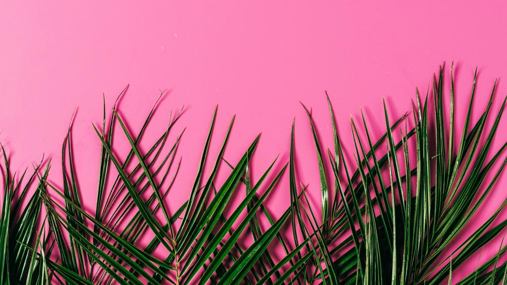 bovenaanzicht van exotische palm bladeren gerangschikt op roze achtergrond - Foto, afbeelding