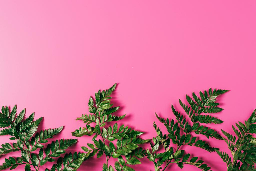 top view of green fern plants on pink backdrop - Photo, Image