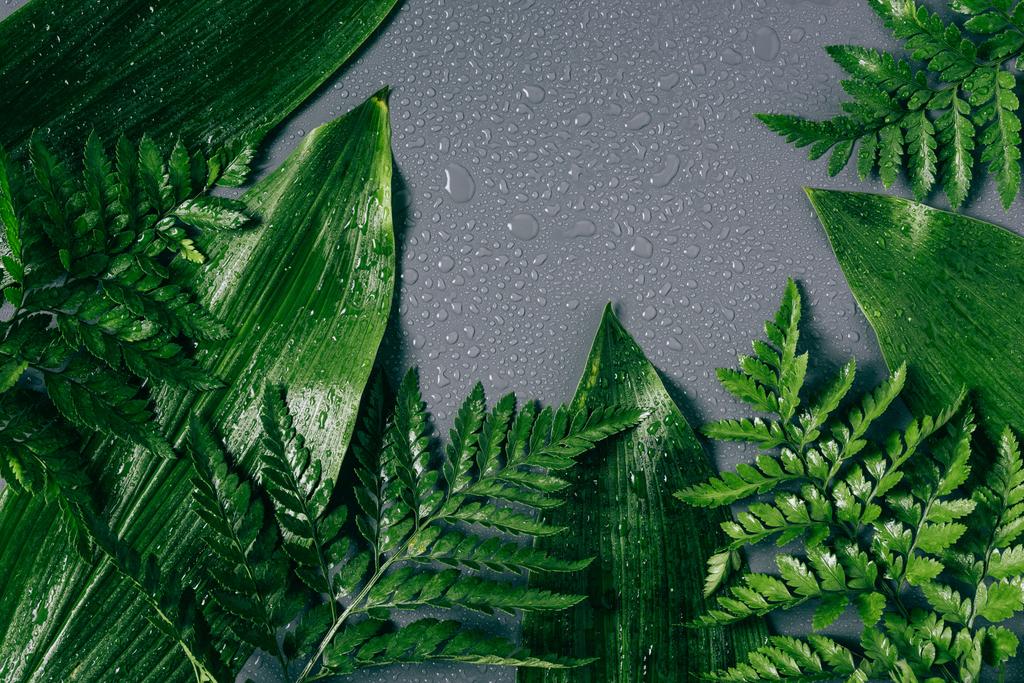 tasainen lay kanssa valikoituja vihreitä lehtiä vesipisaroita harmaalla taustalla
 - Valokuva, kuva