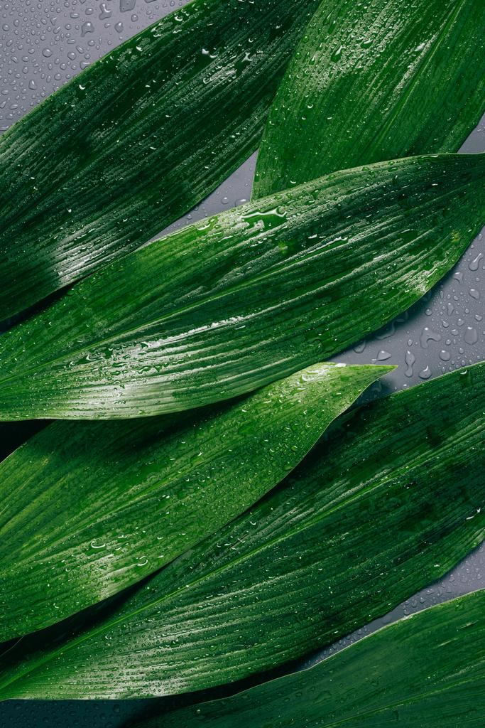 tasainen lay kanssa järjestetty vihreät lehdet vesipisarat harmaalla taustalla
 - Valokuva, kuva
