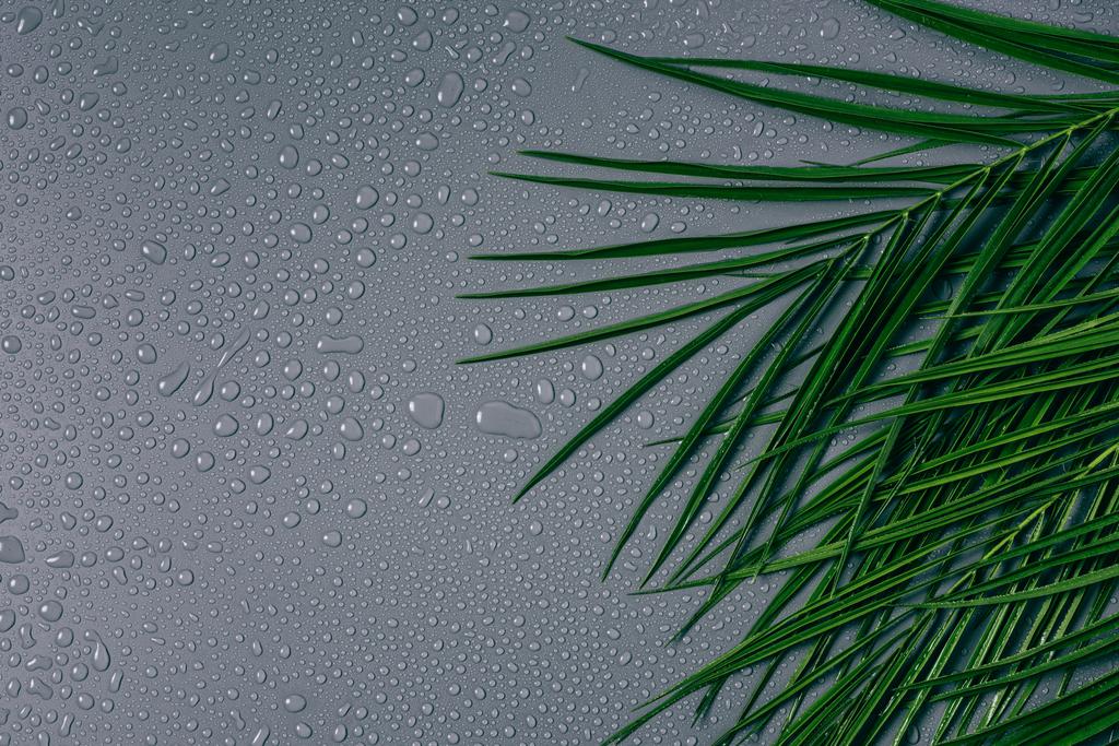 płaskie lay z liści palmowych egzotycznych z kropli wody na szarym tle - Zdjęcie, obraz