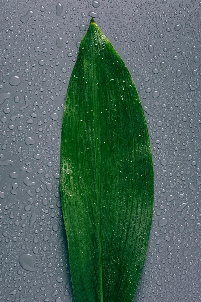 Widok z góry zielony liść z wody spadnie na szarym tle - Zdjęcie, obraz