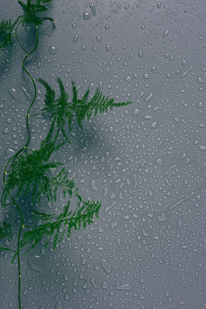 vista superior de la planta de helecho verde con gotas de agua sobre fondo gris
 - Foto, imagen