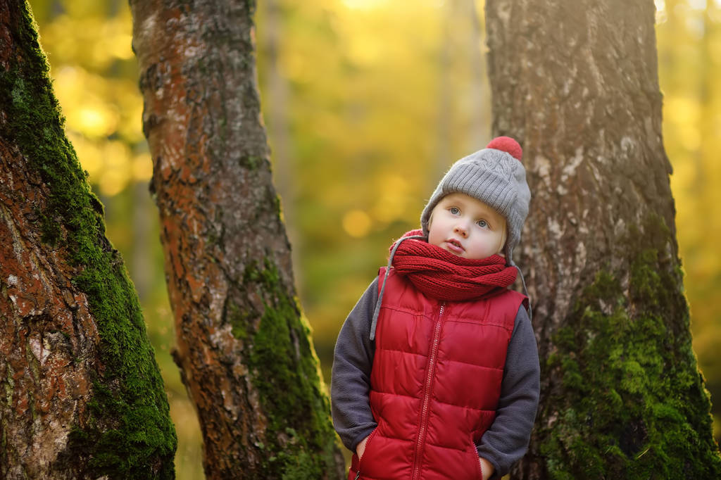 Mały chłopiec podczas spaceru w lesie w słoneczny dzień jesieni. Aktywny czas dla rodziny na charakter. Piesze wycieczki rodzin z małymi dziećmi - Zdjęcie, obraz