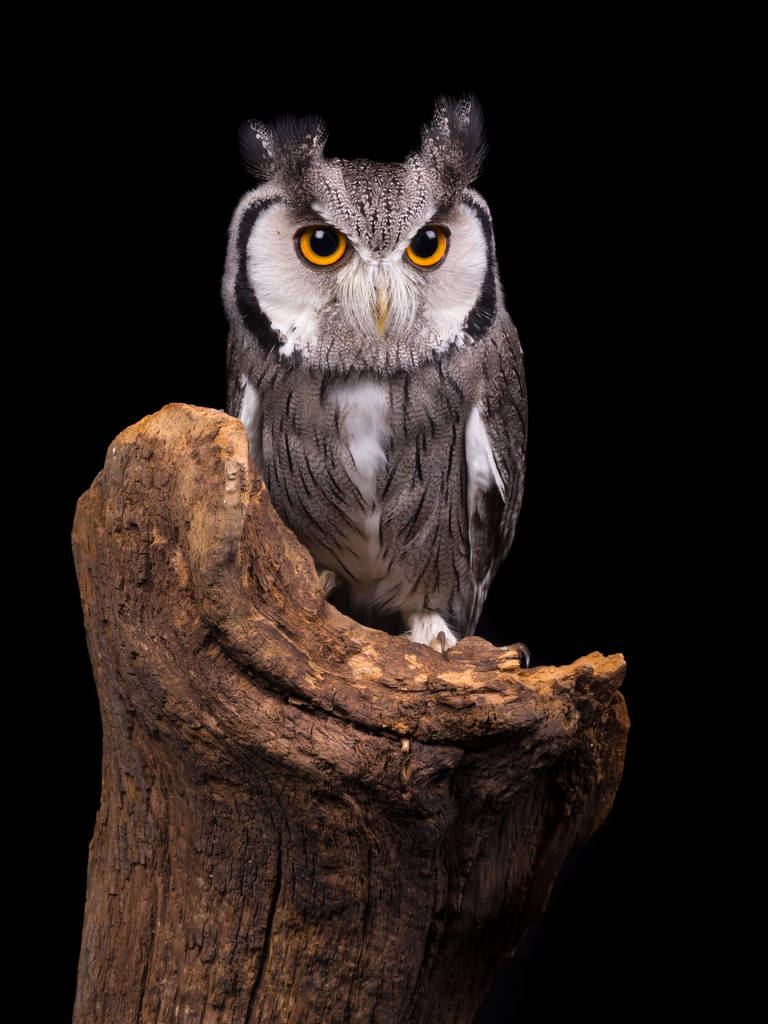 Afrikaanse White geconfronteerd Owl zittend op een boomstam - Foto, afbeelding