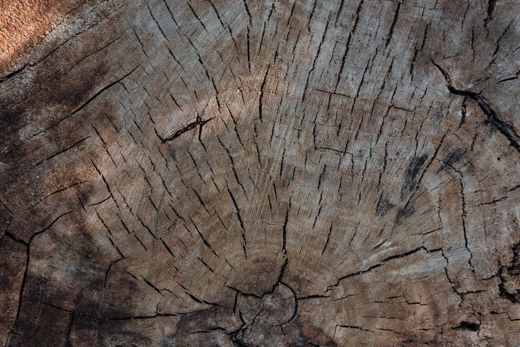 Nahaufnahme der alten grauen rissigen Holzstruktur - Foto, Bild