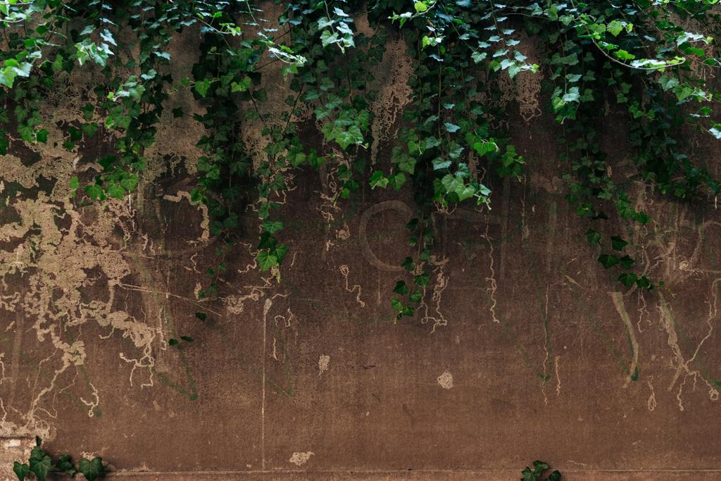 oude gebarsten bruin muur en groene bladeren achtergrond - Foto, afbeelding