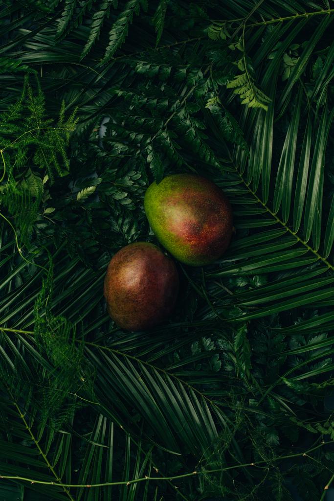 vista superior de dos mangos enteros sobre hojas de palma verde
 - Foto, Imagen