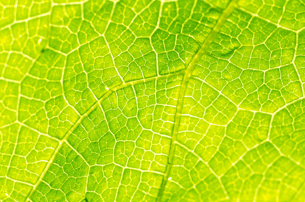 緑の葉の葉脈のテクスチャ - 写真・画像