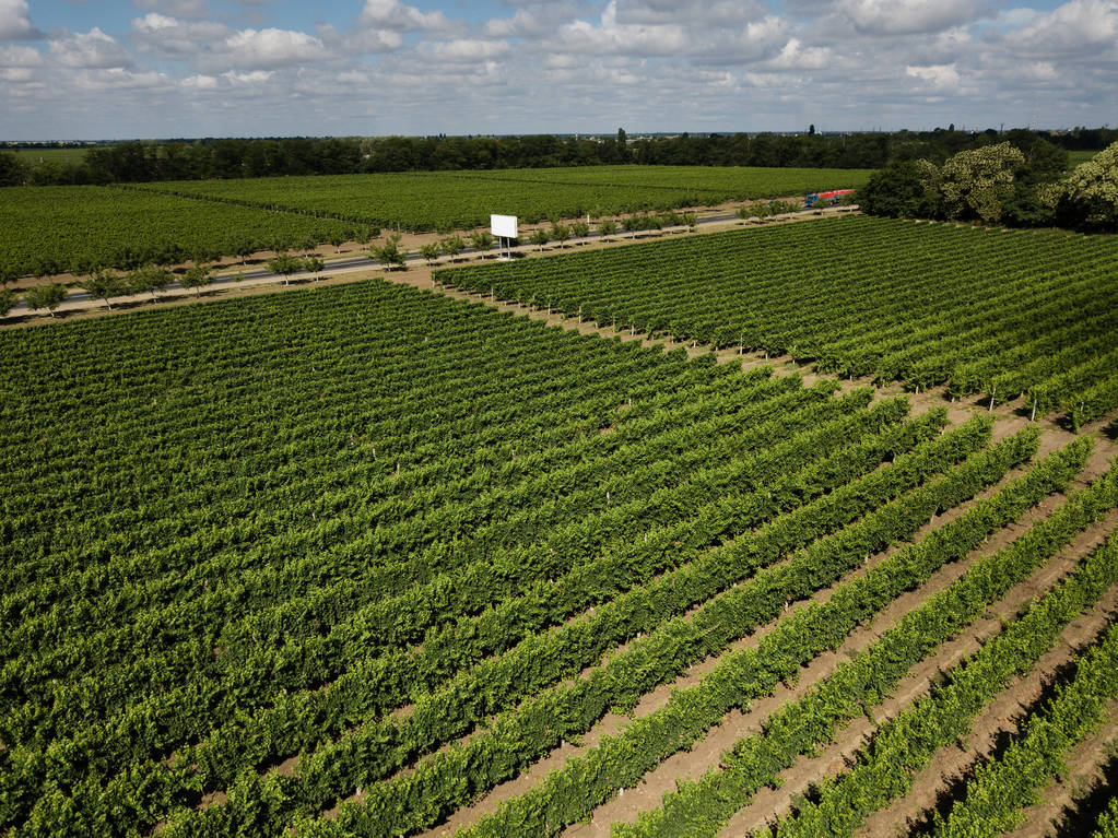 Letecký pohled shora z DRONY do vinice s hroznovým vínem na letní čas - Fotografie, Obrázek