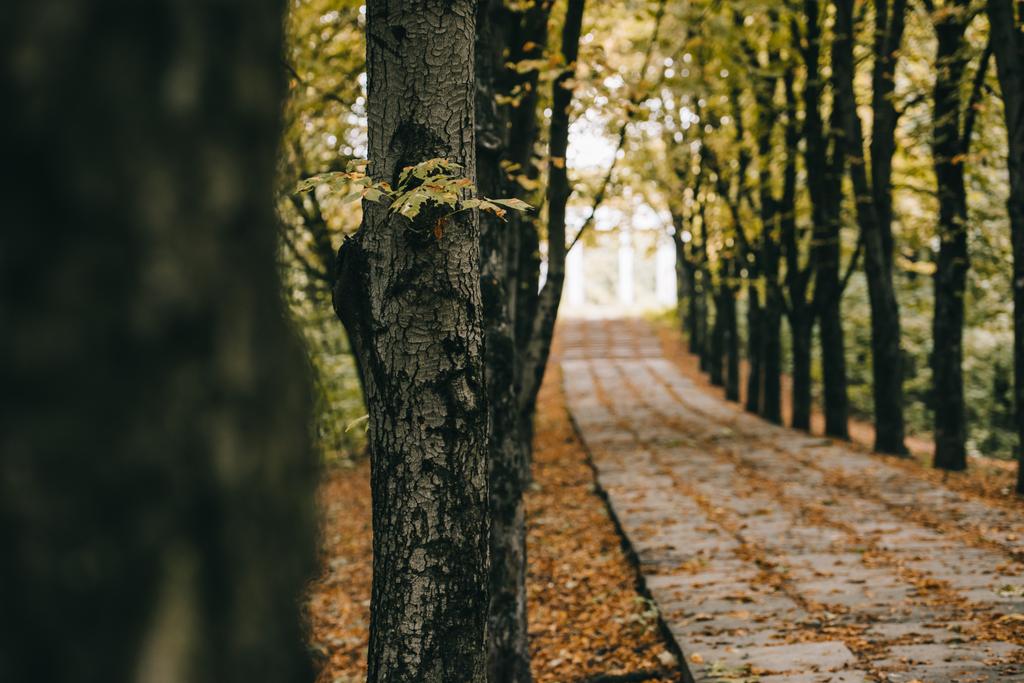 tyhjä syksyn puisto puiden vieressä polku
 - Valokuva, kuva
