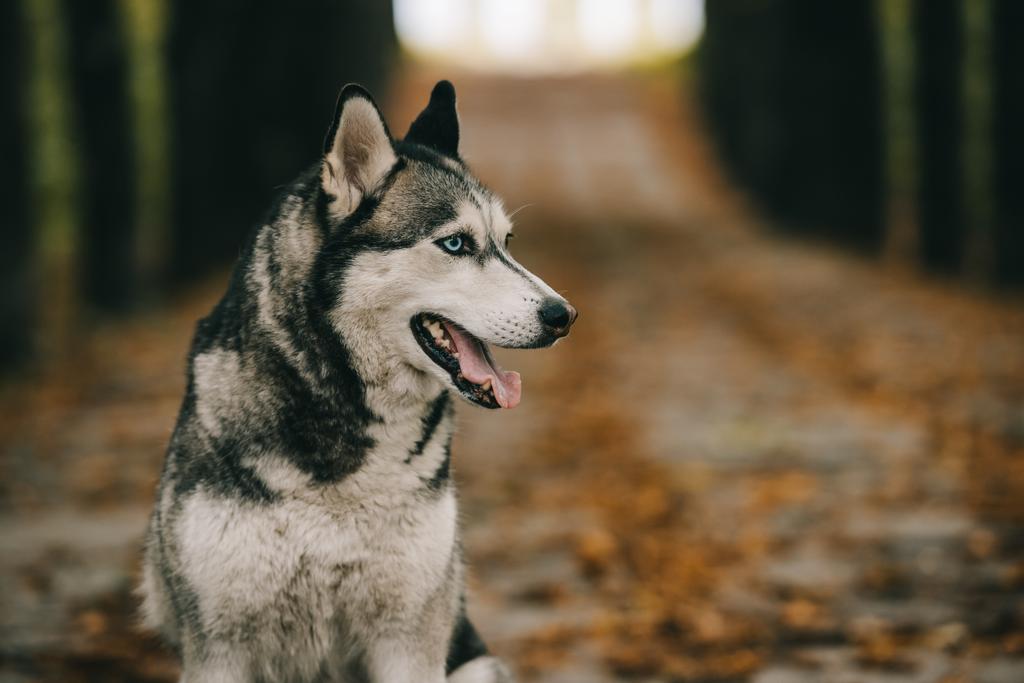 公園で座っているシベリアン ハスキー犬 ロイヤリティフリー写真 画像素材