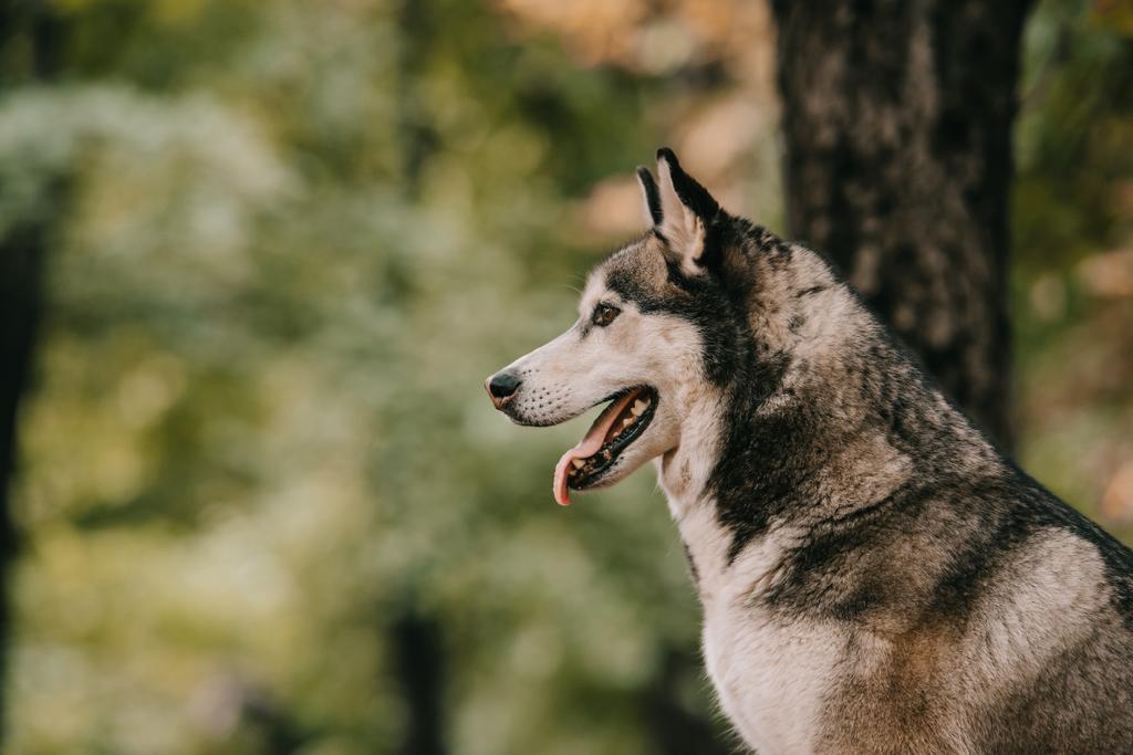 siberiano husky cão sentado no parque
 - Foto, Imagem