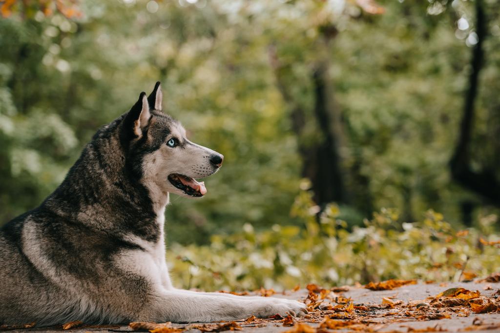 Siberian husky σκυλί στο πάρκο φθινόπωρο - Φωτογραφία, εικόνα