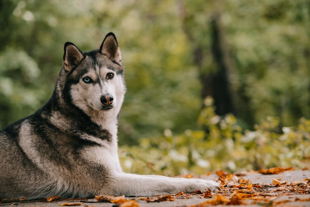秋の公園で横たわっているシベリアン ハスキー犬 ロイヤリティフリー写真 画像素材