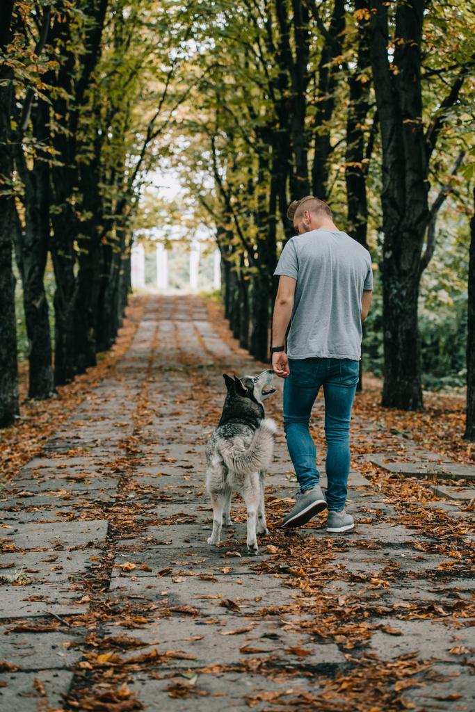 Вид сзади молодого человека, гуляющего с собакой хаски в осеннем парке
 - Фото, изображение