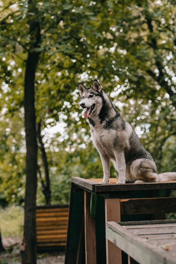 husky perro sentado en obstáculo en agilidad suelo
 - Foto, Imagen