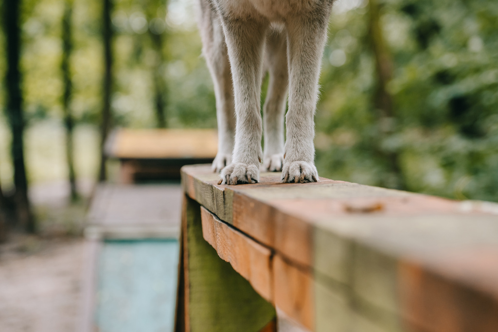 灰色犬の敏捷性試験で障害物を歩いて - 写真・画像