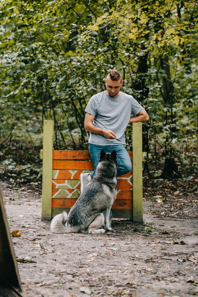 若い男が障害物をジャンプで従順なハスキー犬の訓練  - 写真・画像