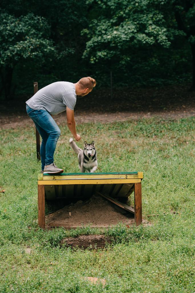 formazione cinologo con husky obbediente su ostacolo cane a piedi
 - Foto, immagini