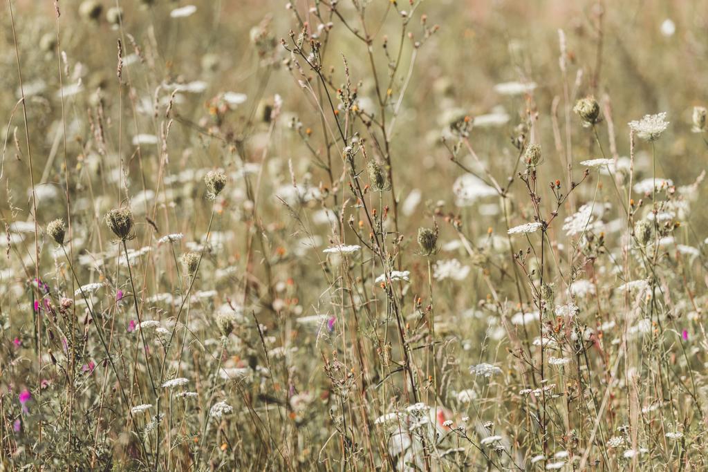 vue rapprochée de belles fleurs sauvages en fleurs dans le champ à la journée ensoleillée
 - Photo, image