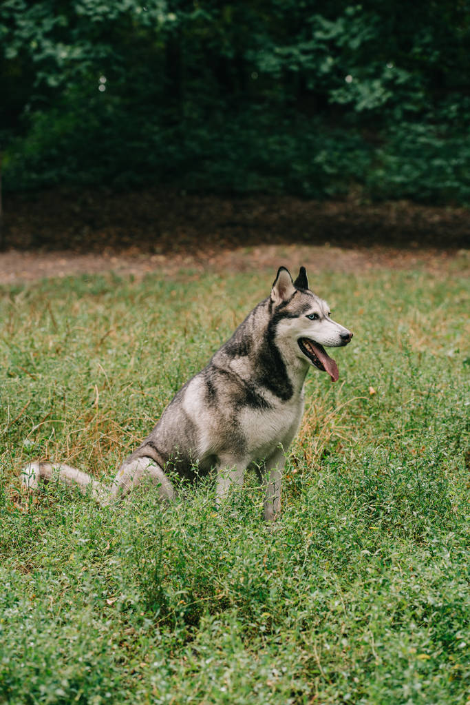 peloso cane husky grigio seduto in erba verde
 - Foto, immagini
