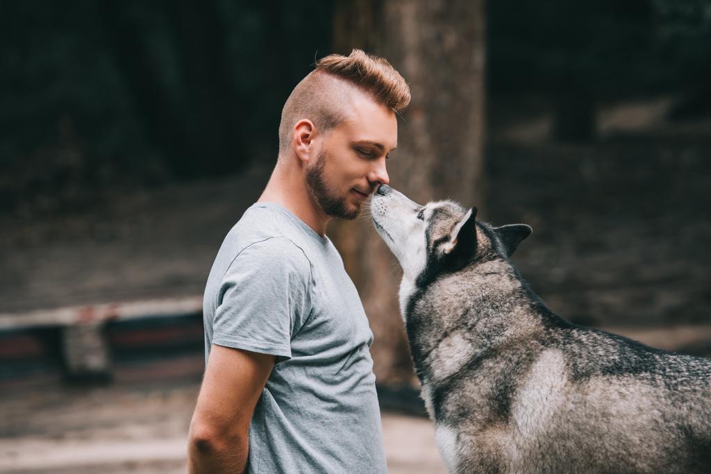 cane husky siberiano che comunica con il cinologo
  - Foto, immagini