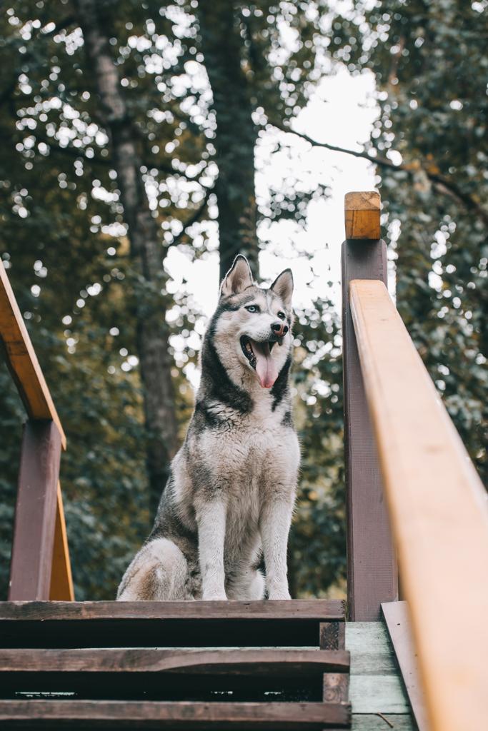 entrenamiento perro husky gris en terreno de agilidad
 - Foto, Imagen