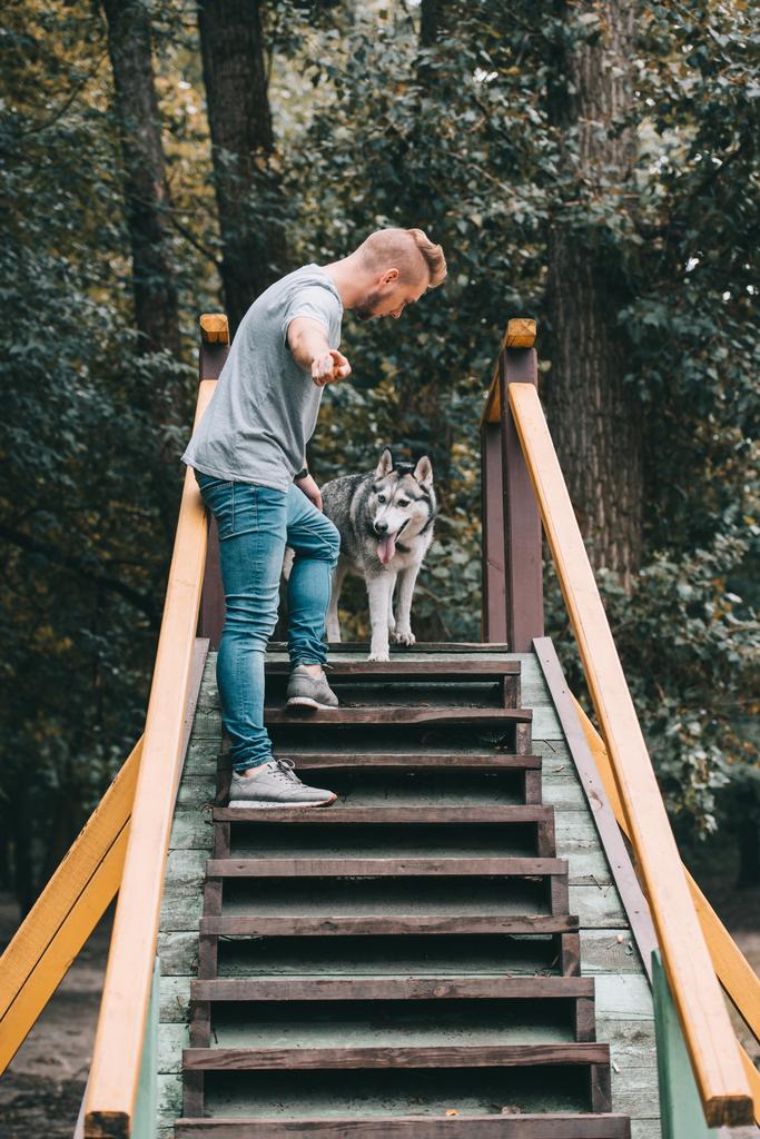 dresseur de chien avec chien husky obéissant sur escalier obstacle
  - Photo, image