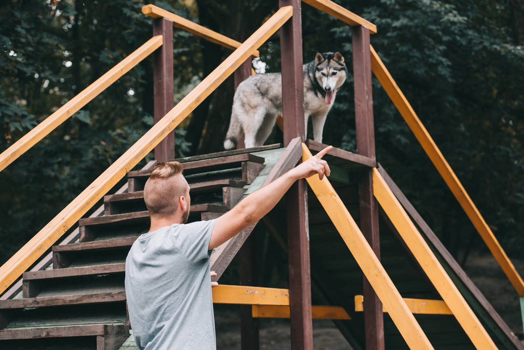 Kynologe zeigt auf sibirischen Husky-Hund auf Treppenhindernis  - Foto, Bild