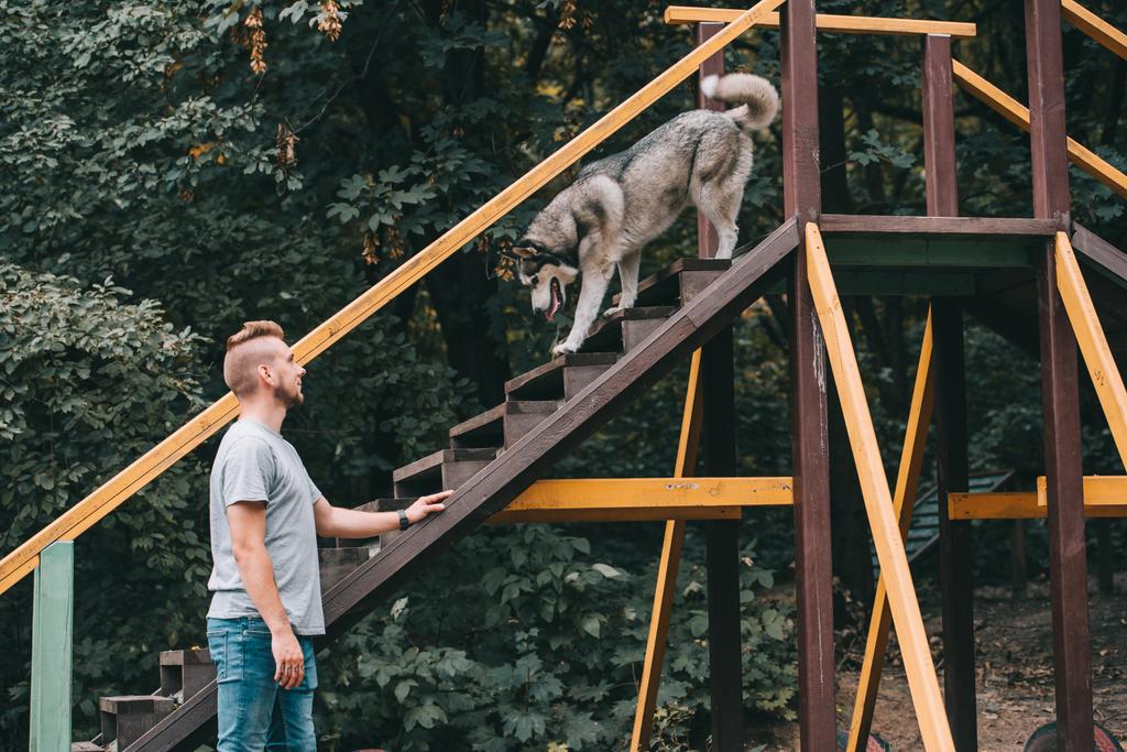 cynologue avec chien husky obéissant sur escalier obstacle
  - Photo, image