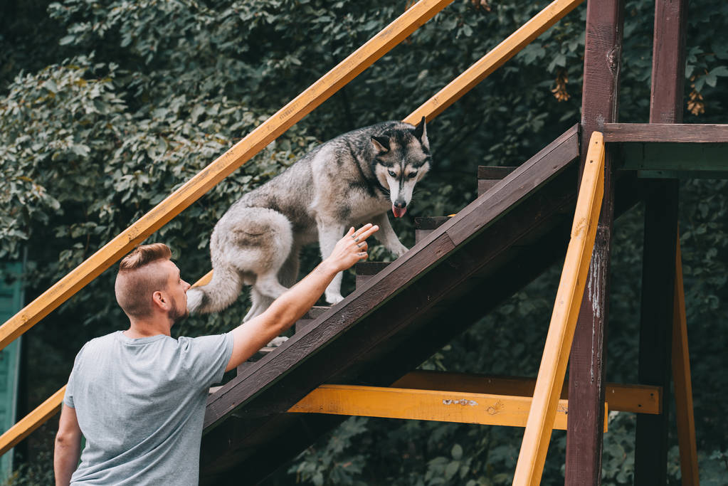 kynolog s sibiřský husky psa na překážku schody v agility zkušební - Fotografie, Obrázek