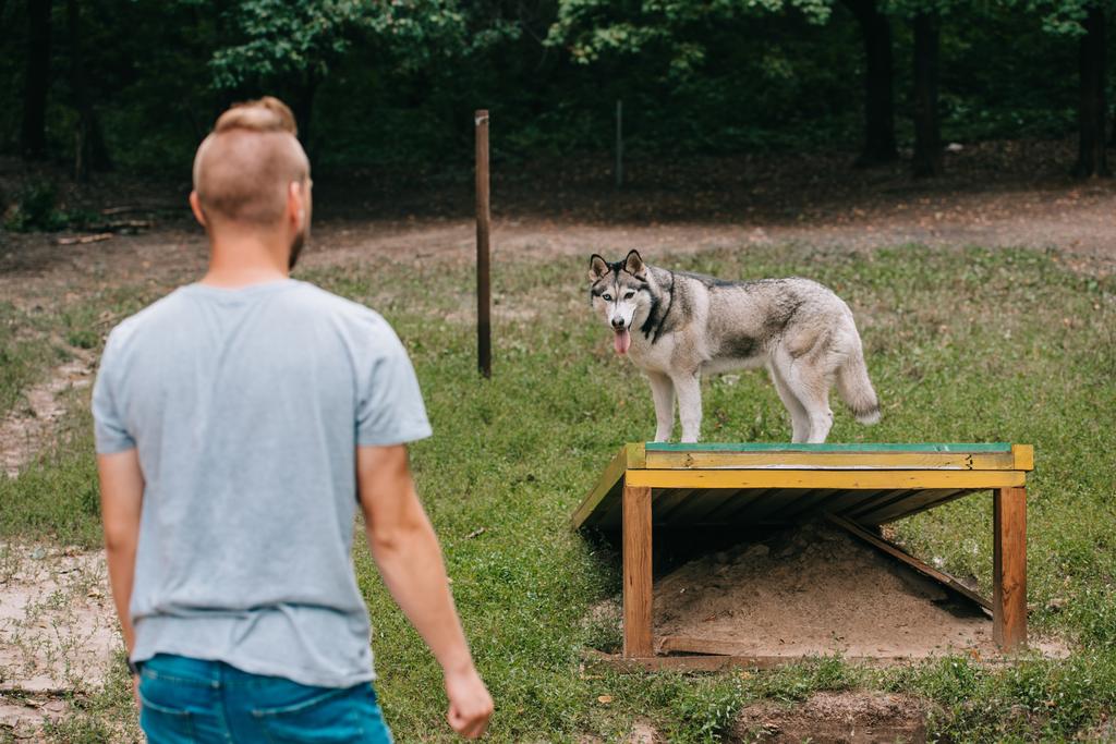 joven hombre entrenamiento con siberiano husky en perro paseo obstáculo
  - Foto, Imagen