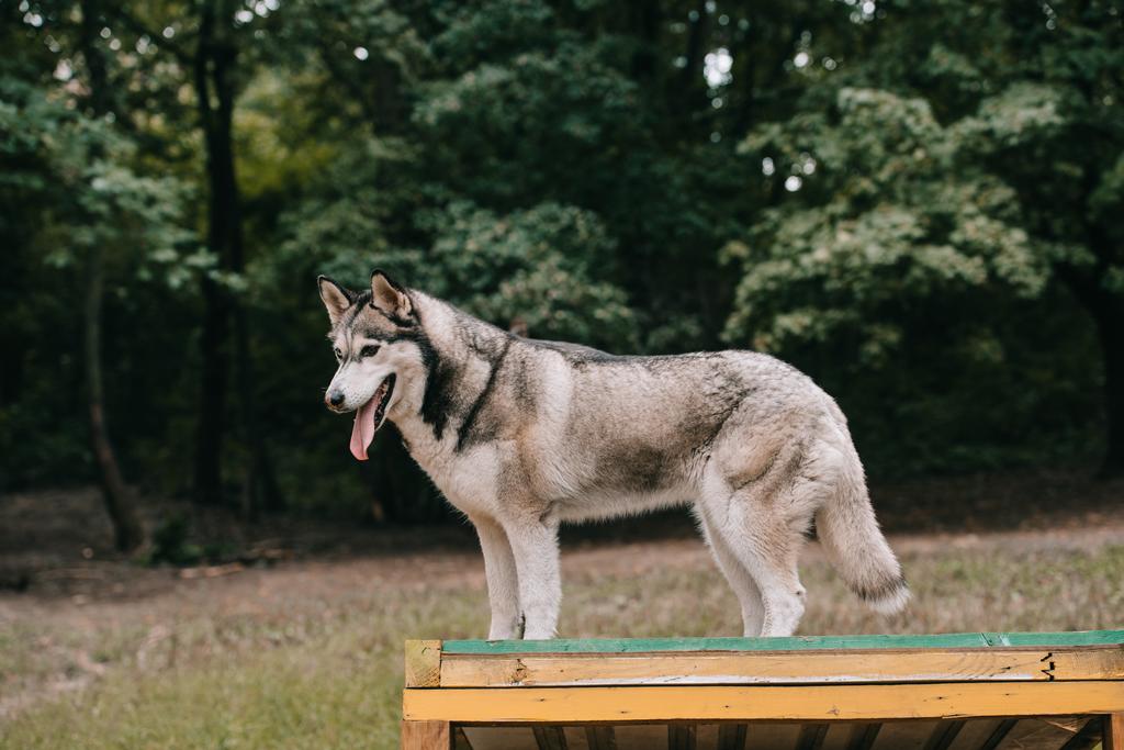 grijze husky hond agility ter plekke - Foto, afbeelding