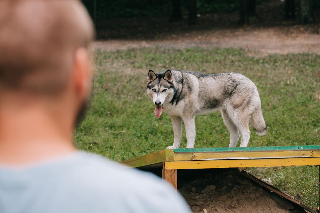 селективный фокус человека с сибирской хаски-собакой в классе послушания
 - Фото, изображение