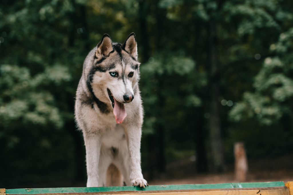 灰色のシベリアン ハスキー犬が公園を歩いて ロイヤリティフリー写真 画像素材