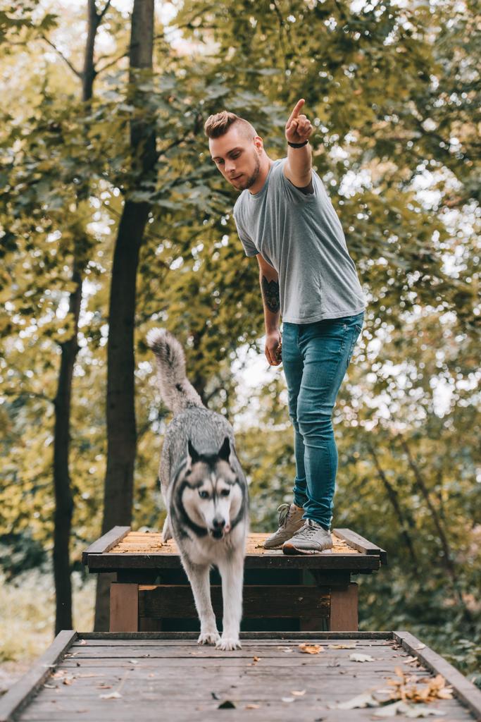 jeune cynologue avec saut husky sur obstacle dans le parc
  - Photo, image