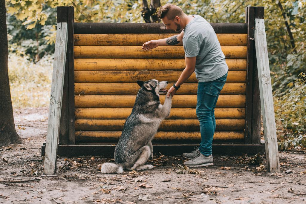 cynologist εκπαίδευση με Σιβηρικό γεροδεμένο σκυλί στο άλμα εμπόδιο  - Φωτογραφία, εικόνα