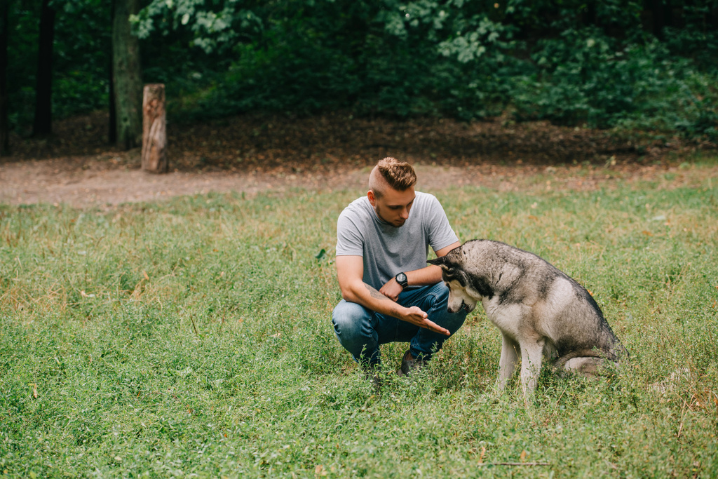 jovem homem formação com siberiano husky cão no parque
 - Foto, Imagem