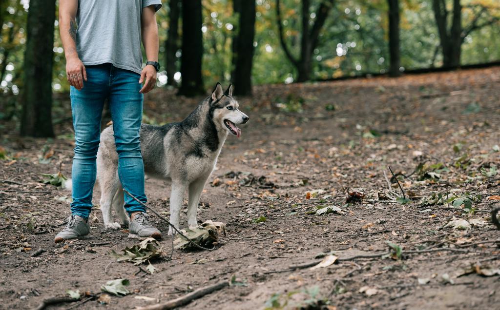 przycięte widzenia człowieka idącego z psem husky syberyjski w lesie - Zdjęcie, obraz