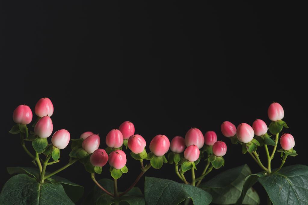 Close up view of plants with pink hypericum berries isolated on black - Photo, Image