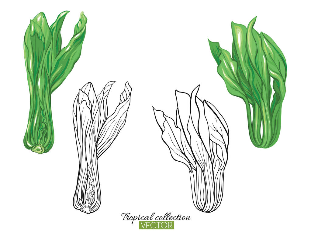 Tropische plant collectie vectorillustratie geïsoleerd op wit  - Vector, afbeelding