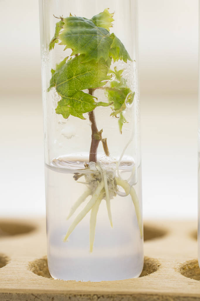 W Vitro propagacji Vitis vinifera roślin. Biotechnologia rolna. Eksperyment laboratoryjny. Makro. - Zdjęcie, obraz
