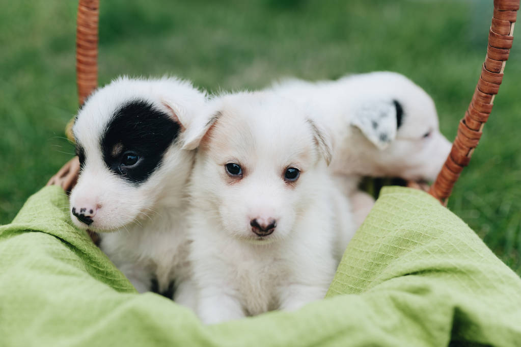 Mescolare i cuccioli seduti nel cestino nell'erba
 - Foto, immagini