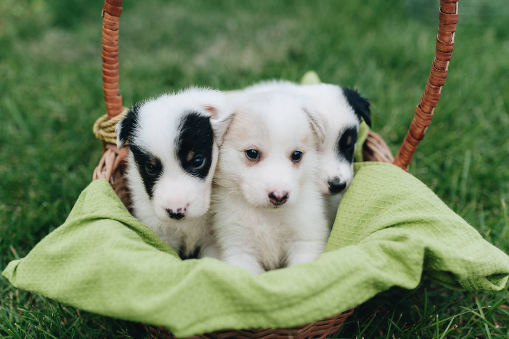 Mezclar cachorros sentados en la cesta en la hierba
 - Foto, Imagen