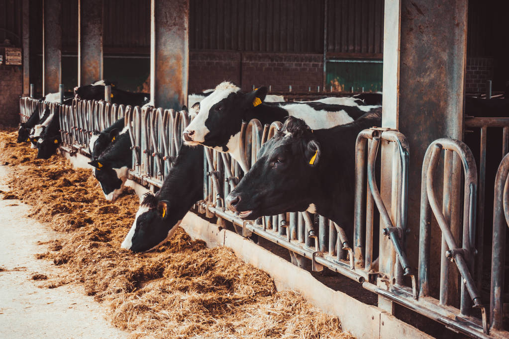 Mucche in fattoria. agricoltura industria
 - Foto, immagini